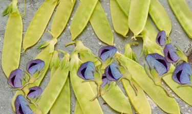 Golden Sweet Snow Pea Seeds